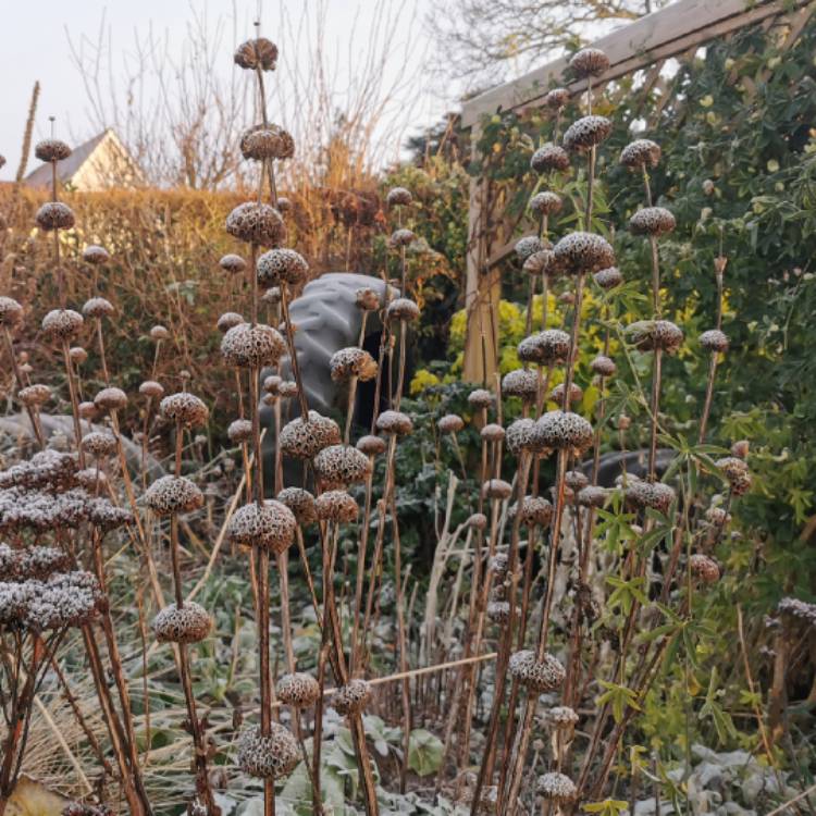 Plant image Phlomis russeliana