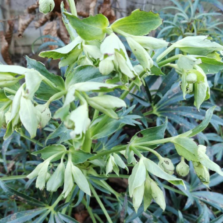 plant image 1555302 plant image 1555302