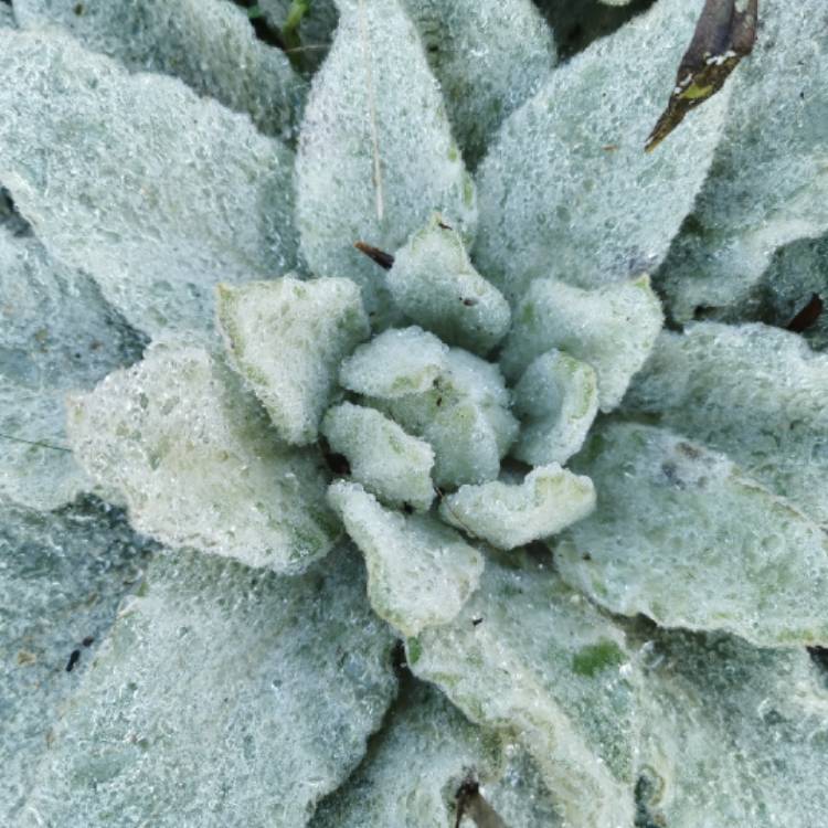 plant image 1555966 plant image 1555966