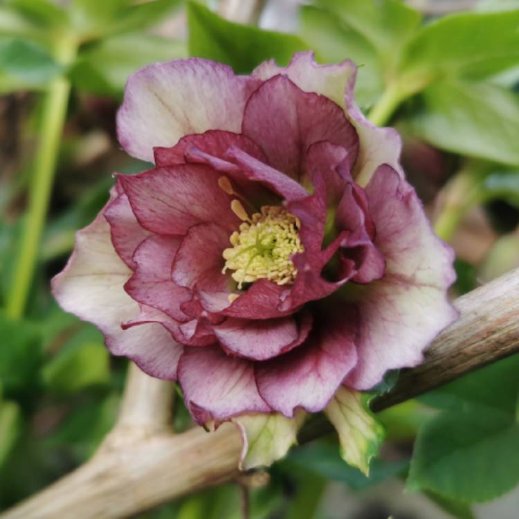plant image 1558316