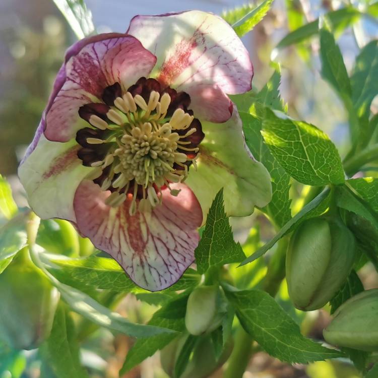 plant image 1558909