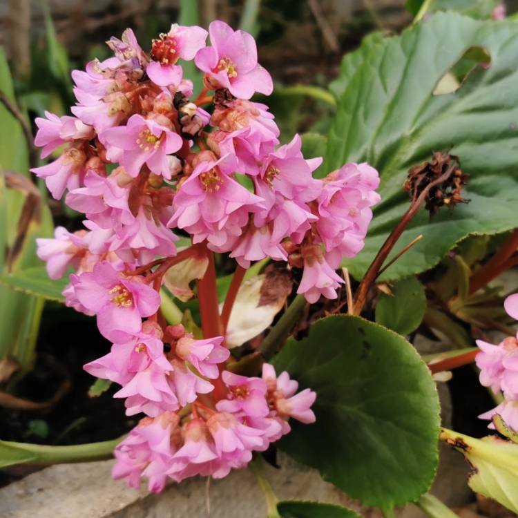 plant image 1560523 plant image 1560523