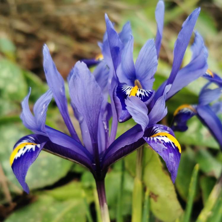 Plant image Iris