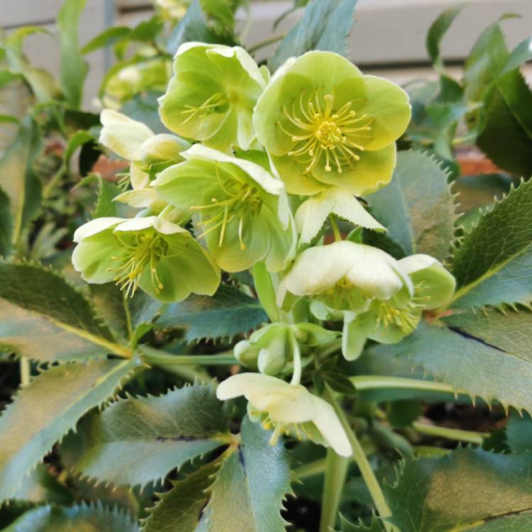 plant image 1563094