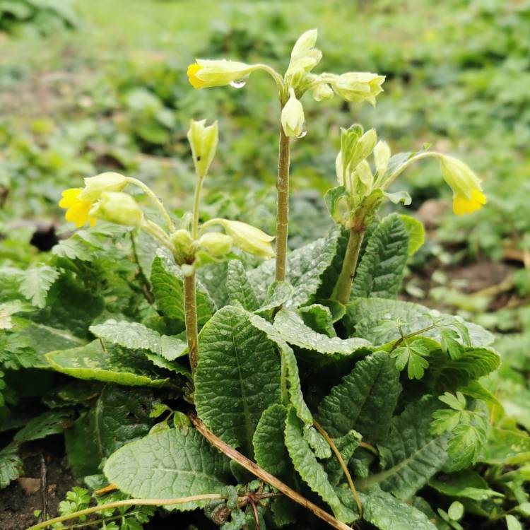 plant image 1563260 plant image 1563260