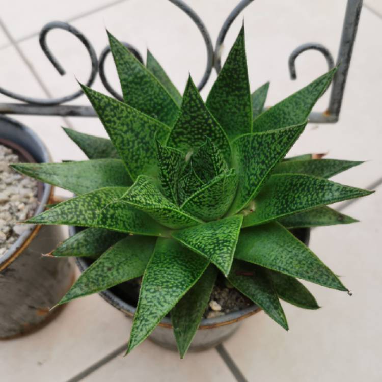 Plant image Haworthia