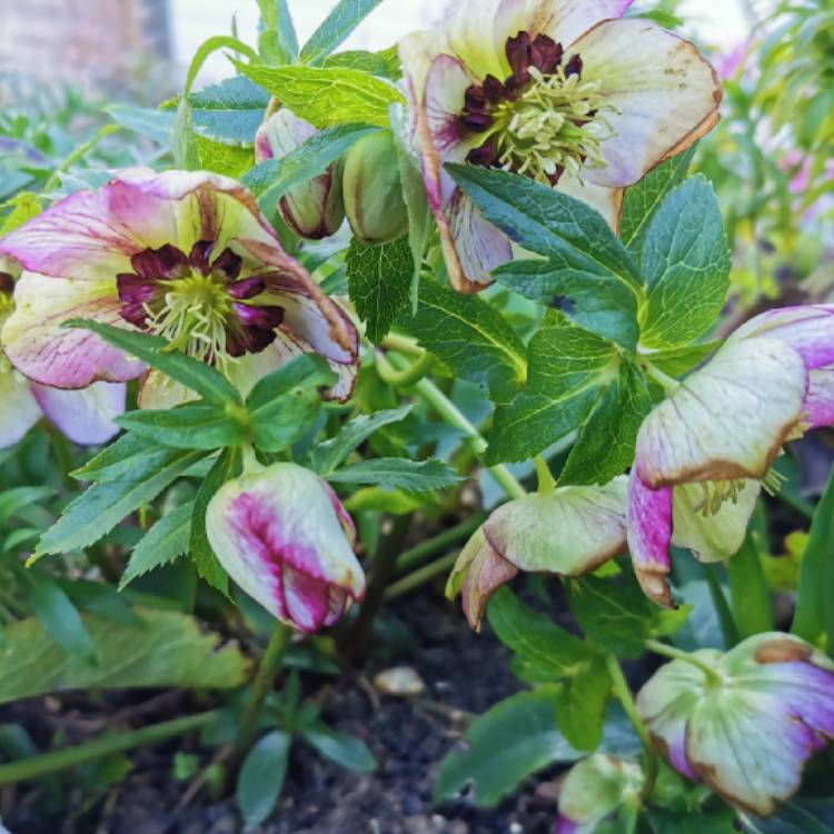 Plant image Helleborus x hybridus