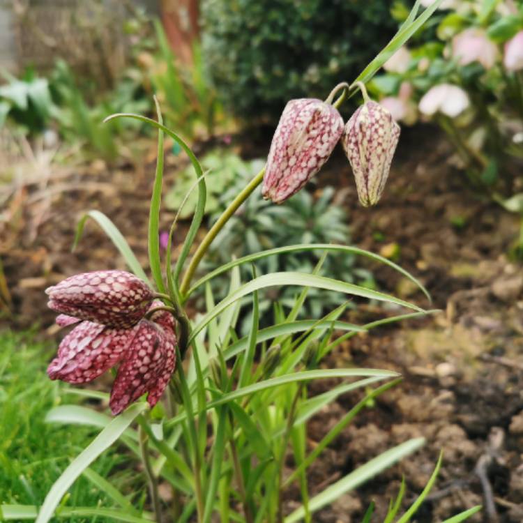 plant image 1565153 plant image 1565153