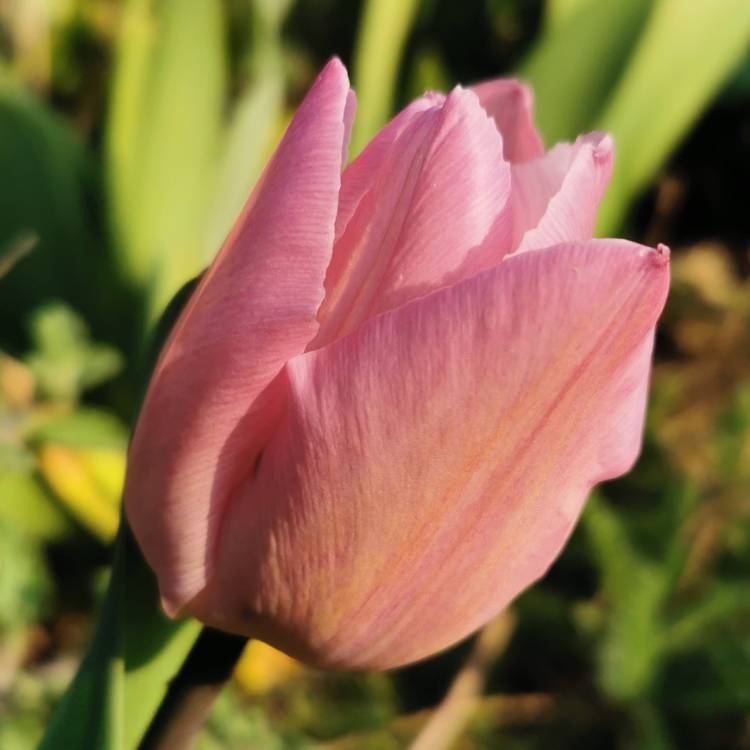 Plant image Tulipa 'Candy Prince'