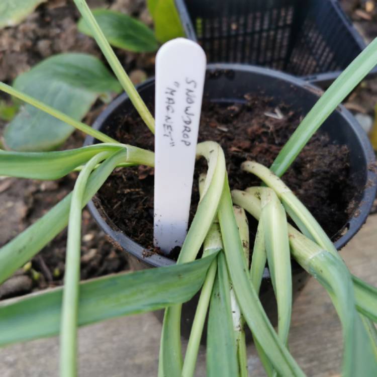 plant image 1570303 plant image 1570303