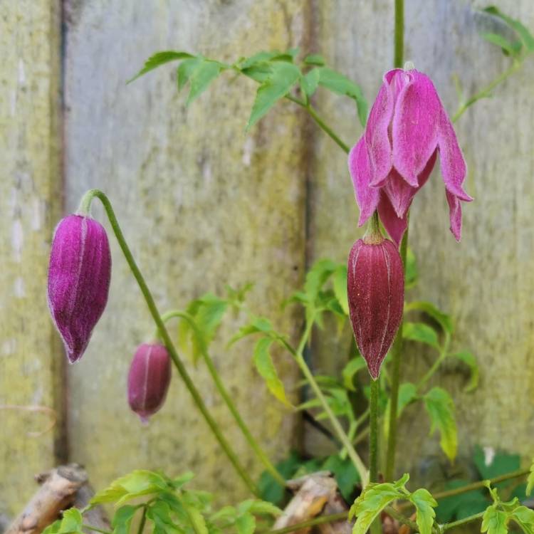 plant image 1570505