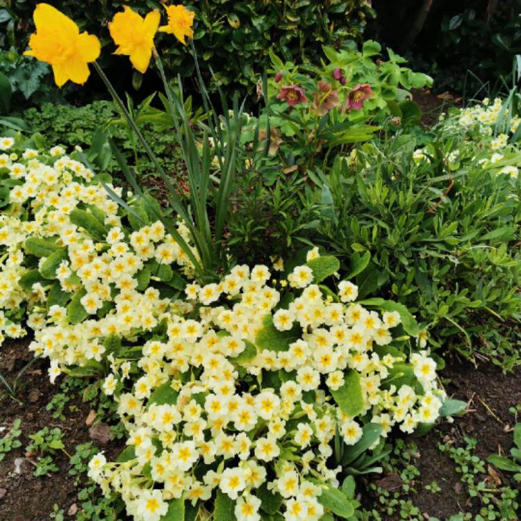 plant image 1573648 plant image 1573648