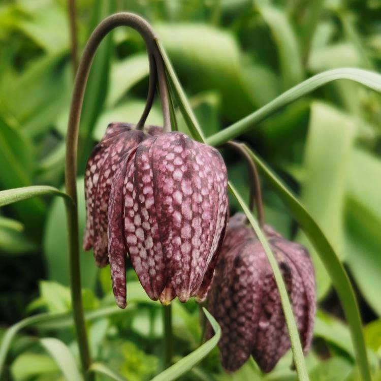plant image 1574353 plant image 1574353
