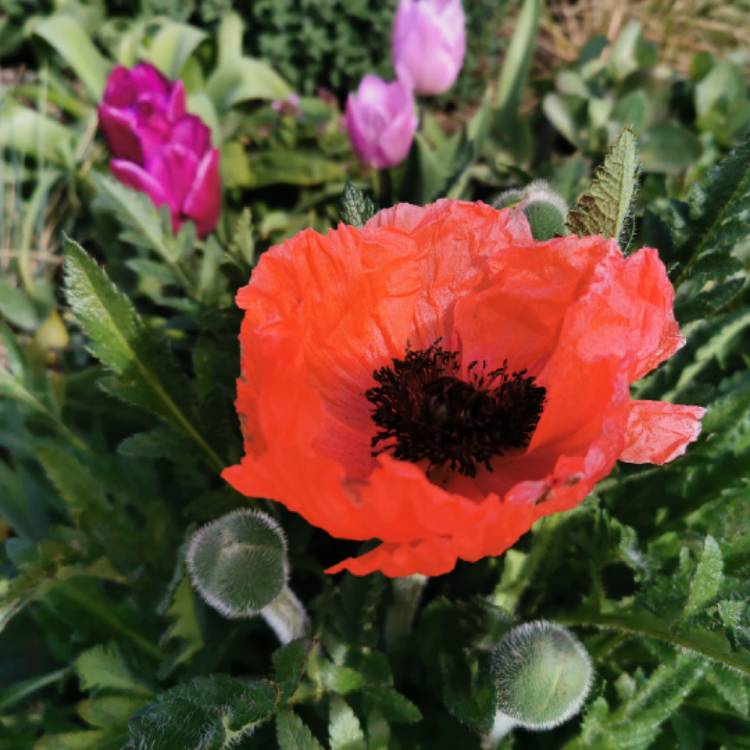 plant image 1574843 plant image 1574843