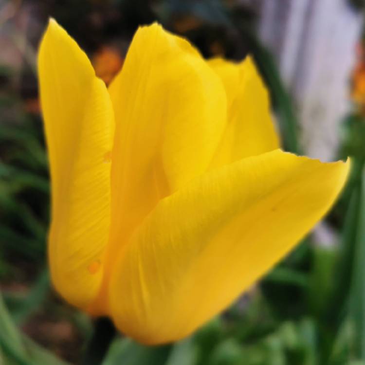 Plant image Tulipa 'Strong Gold'