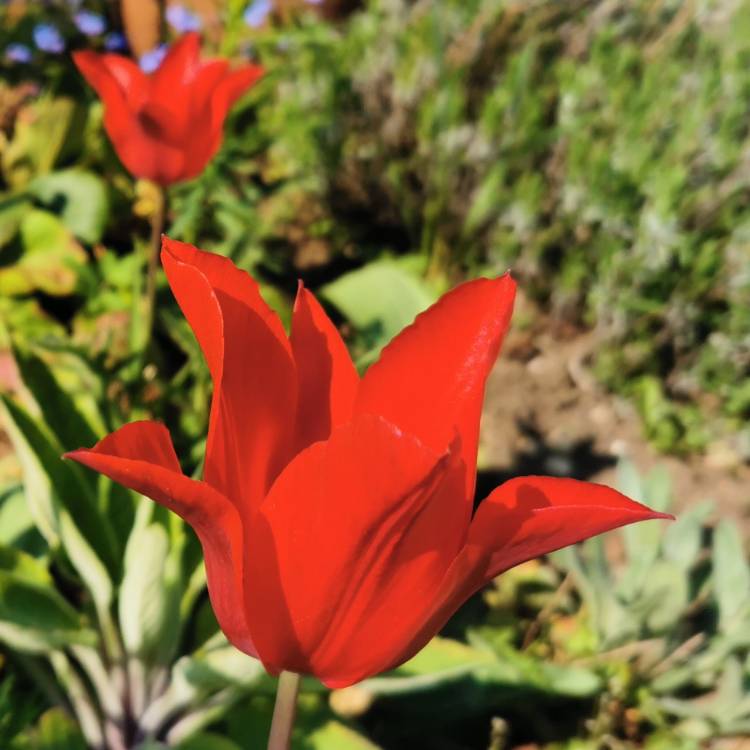 plant image 1576393