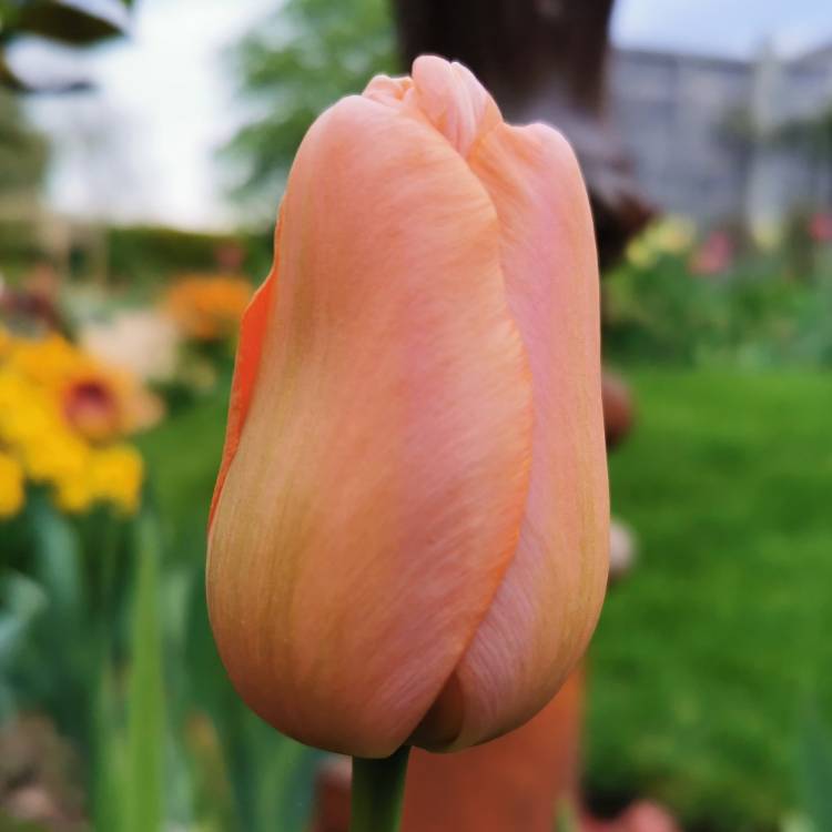 Plant image Tulipa 'Menton'