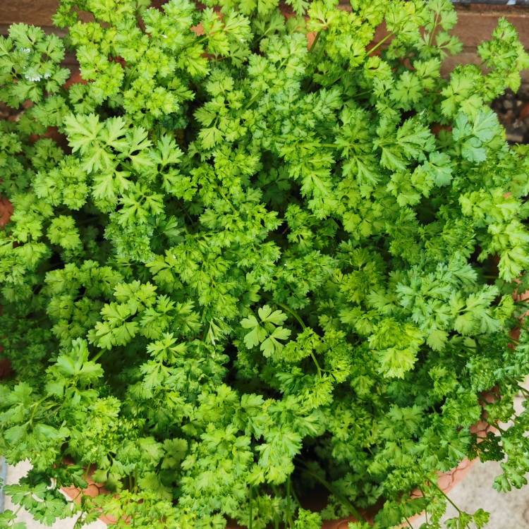 Plant image Petroselinum crispum