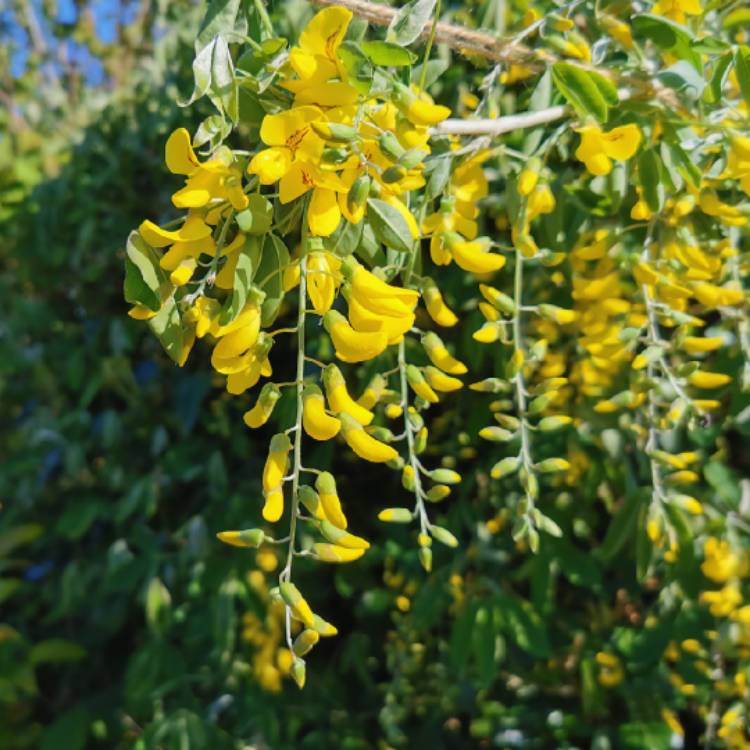 plant image 1581180