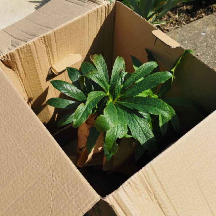 plant image 1581270 plant image 1581270
