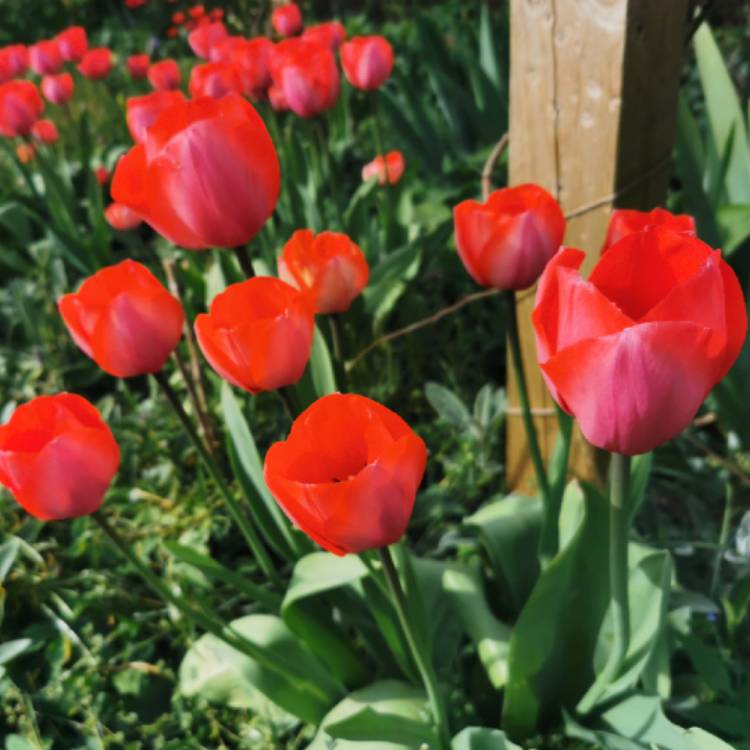Plant image Tulipa 'Couleur Cardinal'