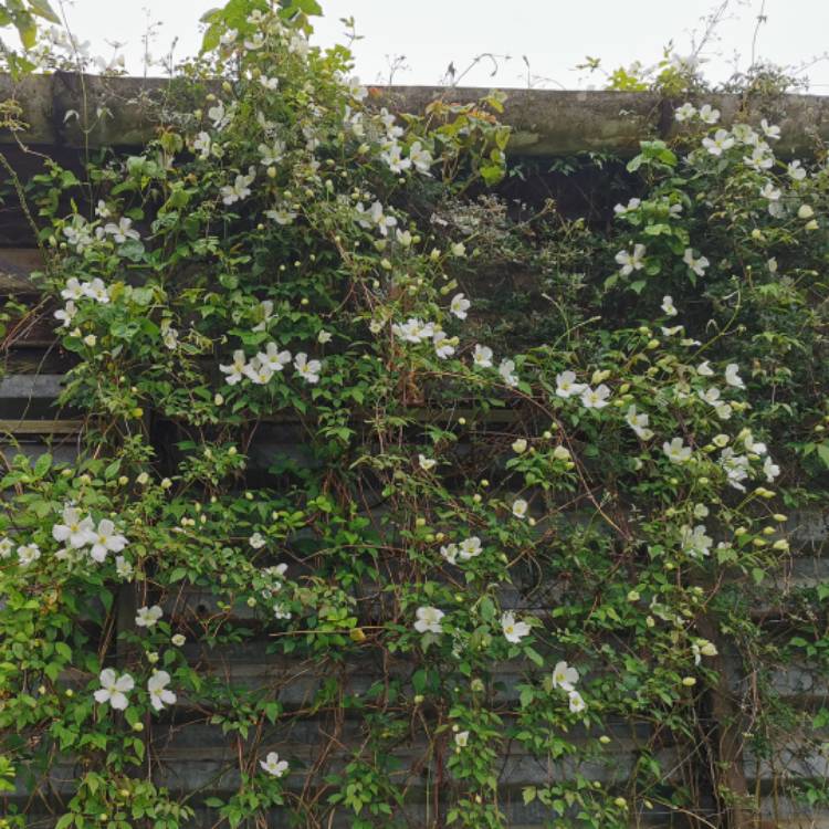 plant image 1582703