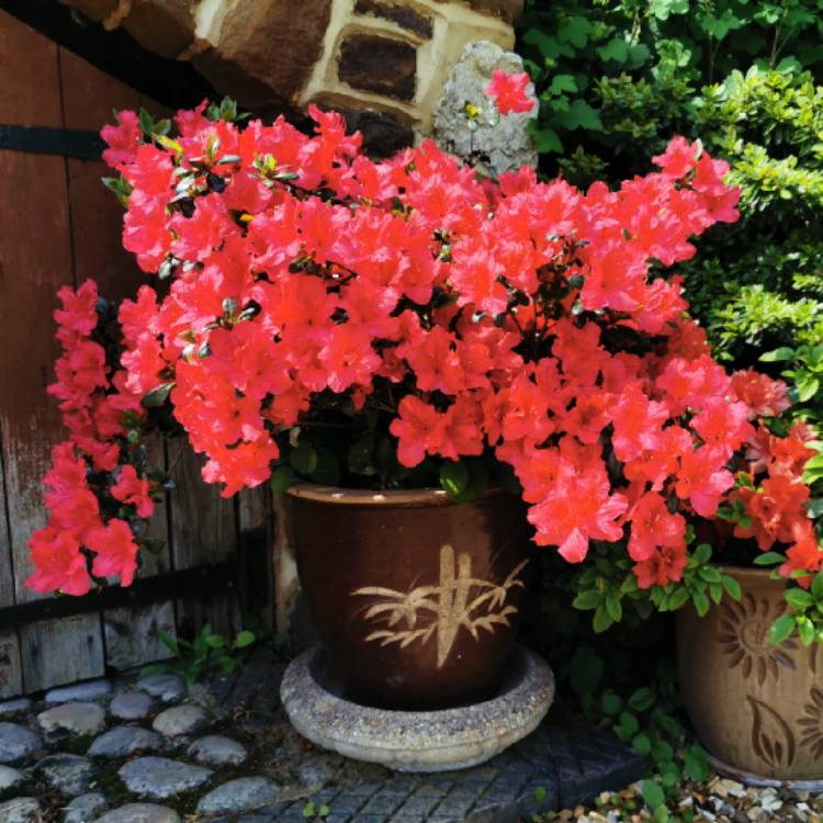 plant image 1584319 plant image 1584319