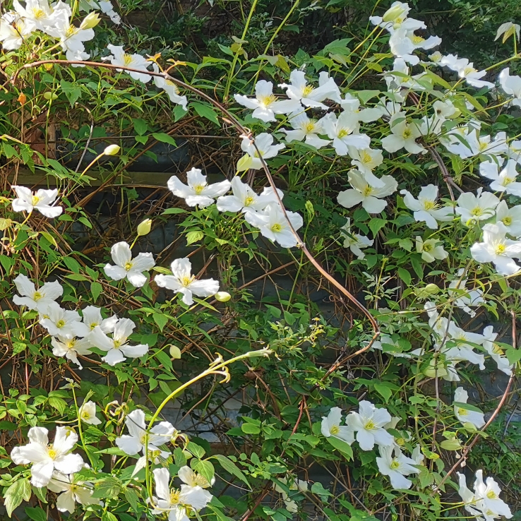 Plant image Clematis Montana 'grandiflora'