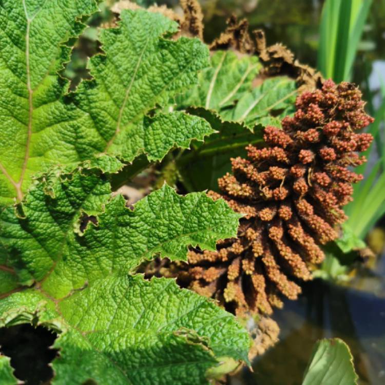 plant image 1584874 plant image 1584874