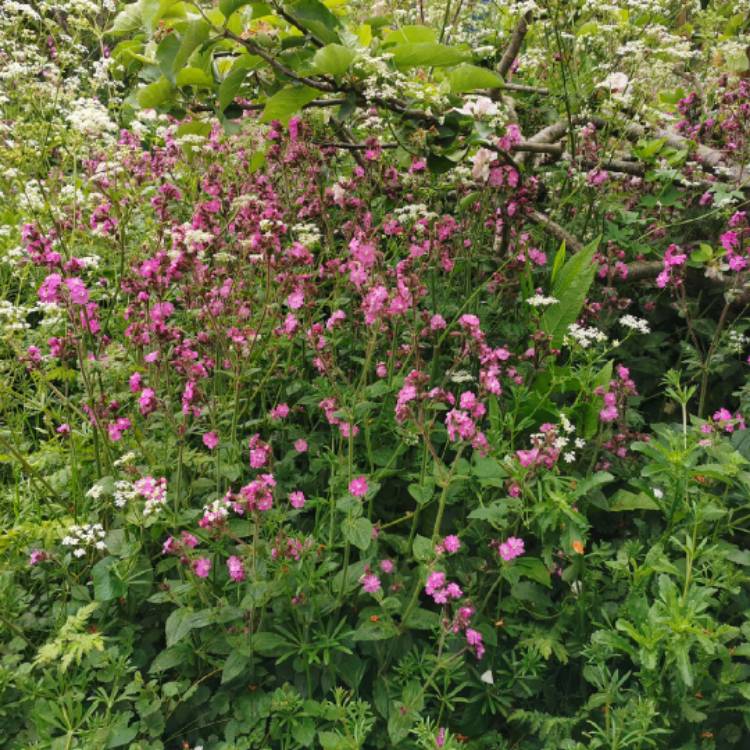 plant image 1585157