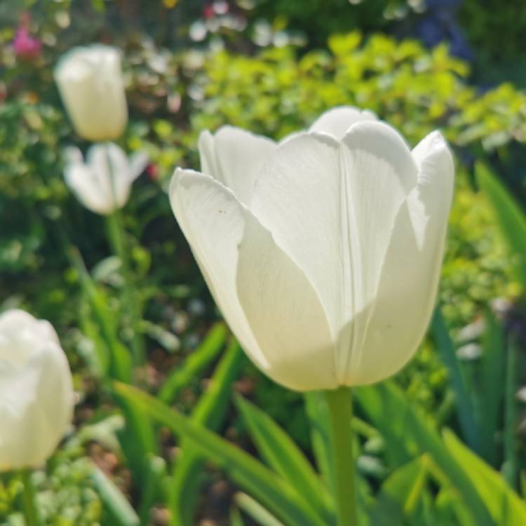 Plant image Tulipa 'Maureen'