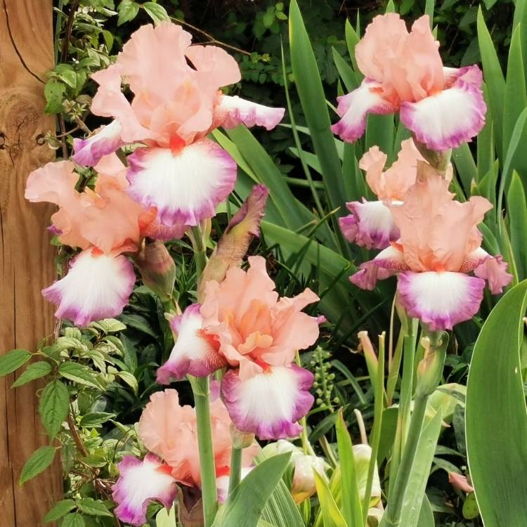 Plant image Iris x germanica 'Poesie'