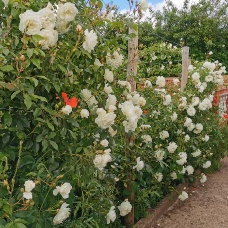 plant image 1594157