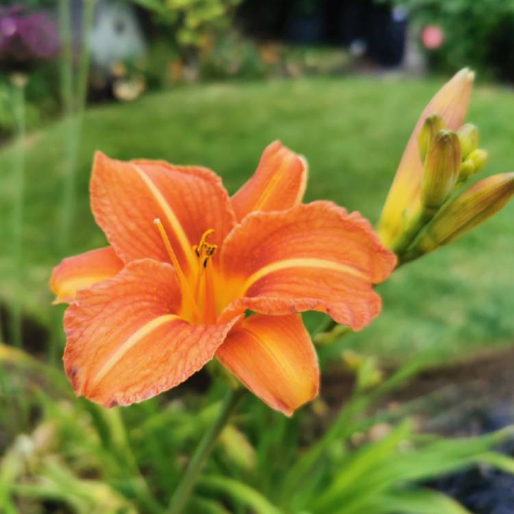 Plant image Hemerocallis fulva