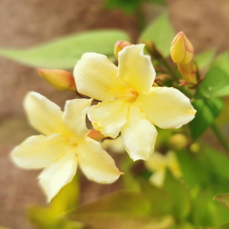 plant image 1598462 plant image 1598462