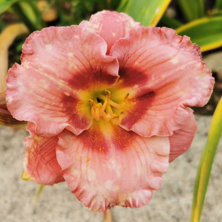 plant image 1600319 plant image 1600319