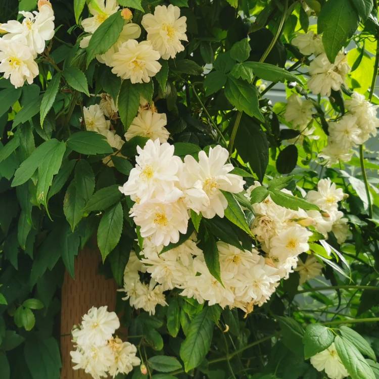 Plant image Rosa (Rambler)