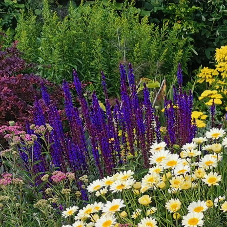 Plant image Salvia nemorosa 'Caradonna'