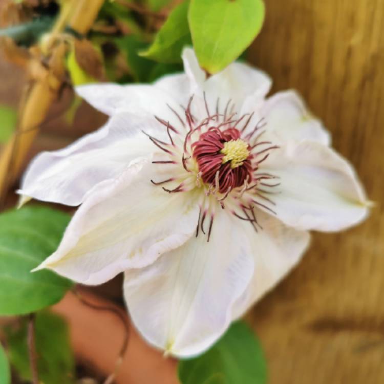 Plant image Clematis 'Miss Bateman'