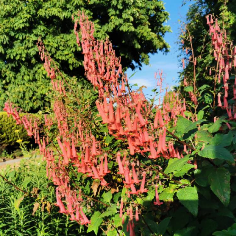 Plant image Phygelius