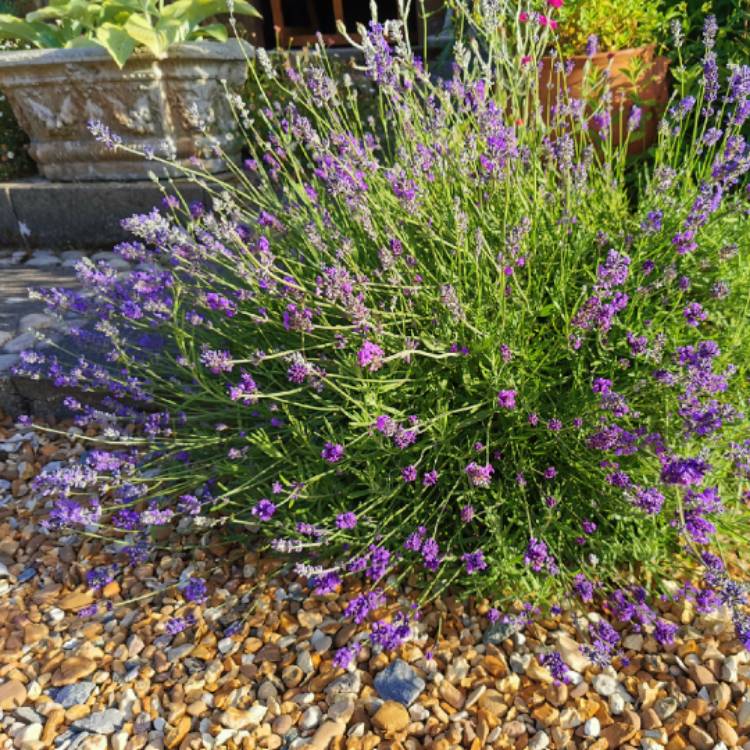 plant image 1604394 plant image 1604394