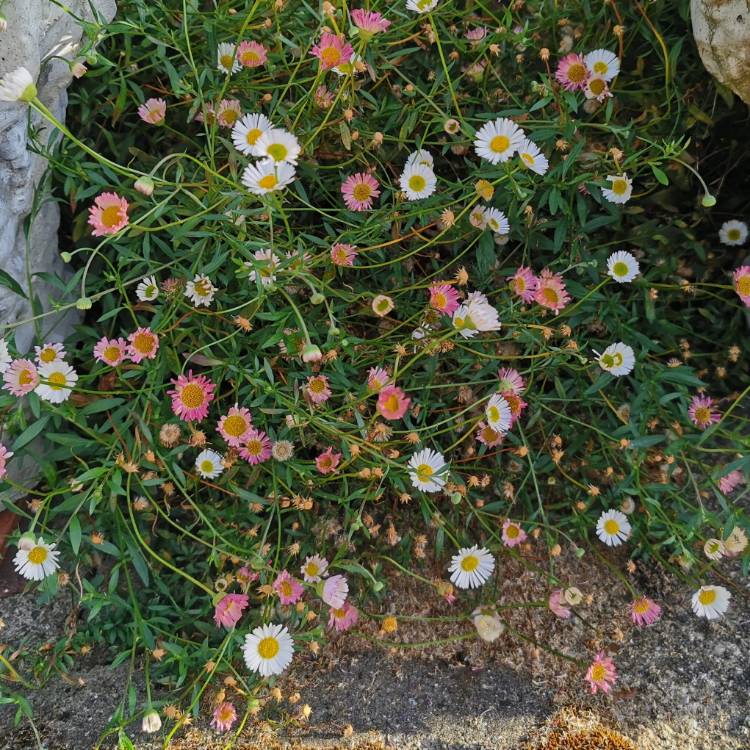 Plant image Erigeron