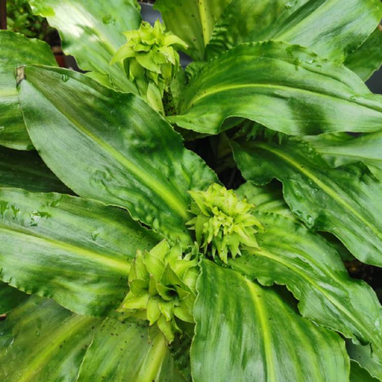 plant image 1605323 plant image 1605323