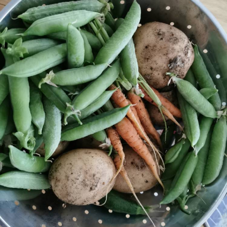 plant image 1606307