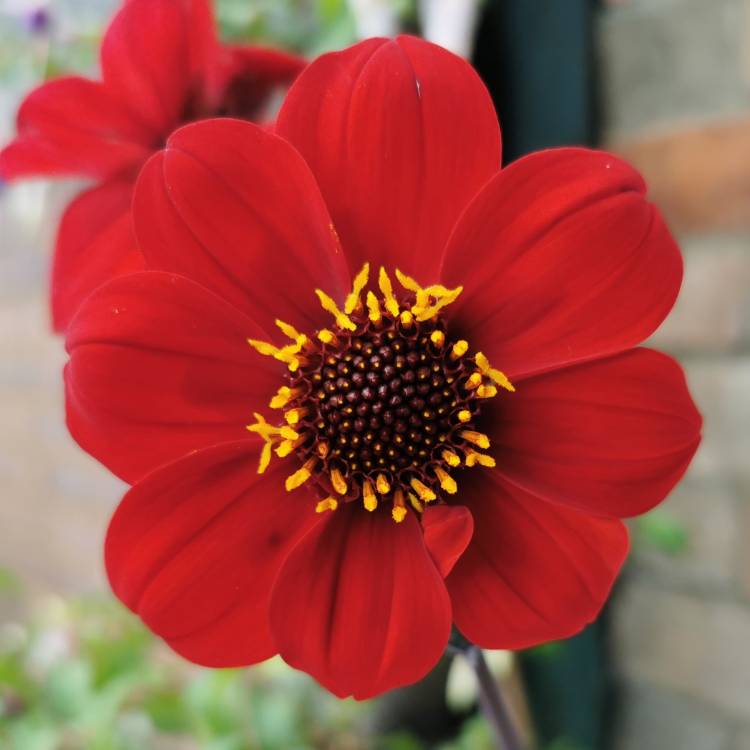 Plant image Dahlia 'Bishop's Children'