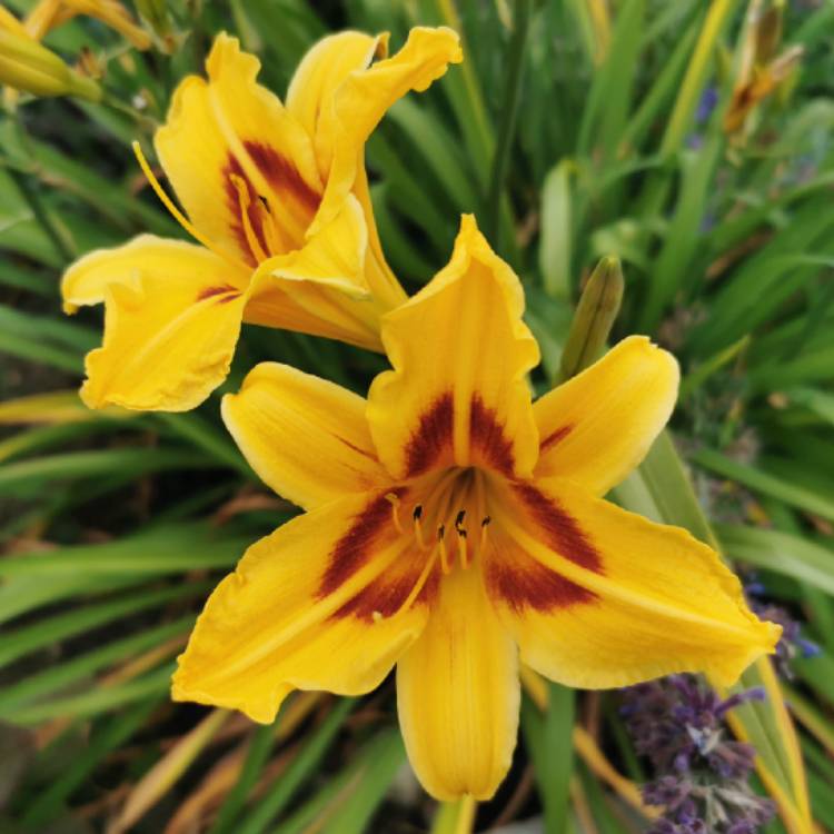 plant image 1607643 plant image 1607643