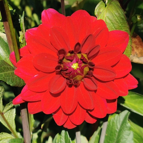 plant image 1608716 plant image 1608716