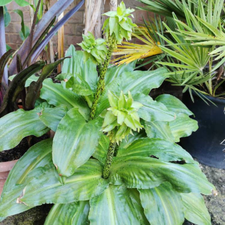 plant image 1609257 plant image 1609257
