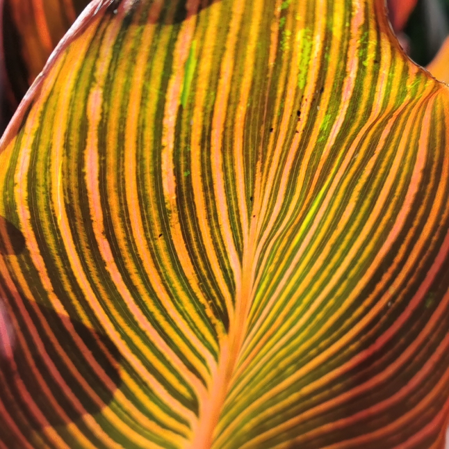 plant image 1610103 plant image 1610103