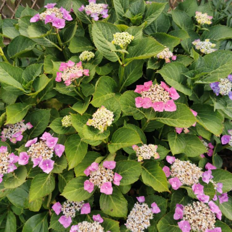plant image 1610480 plant image 1610480